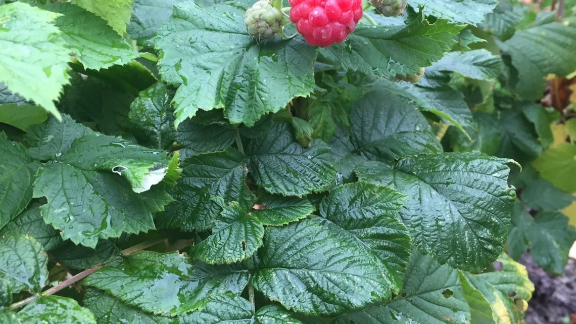 ‘Uitgaan van kracht van de natuur’