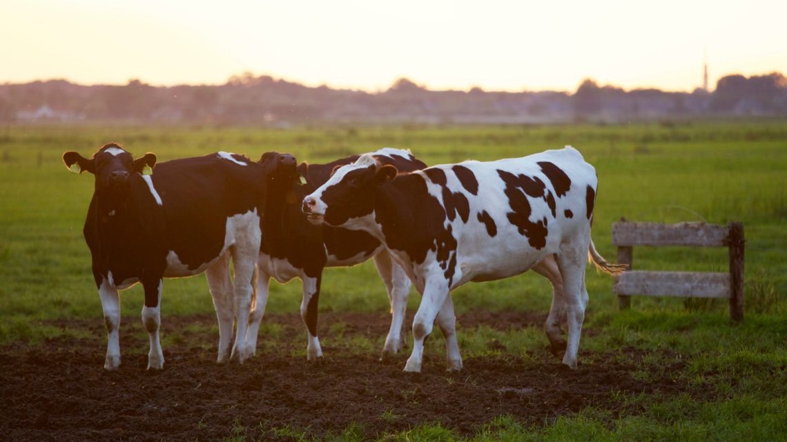 De boeren zijn boos